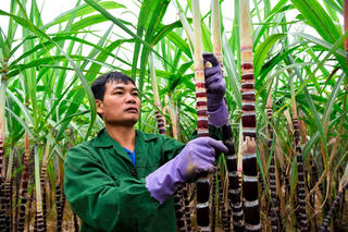 Mùa mía… đắng