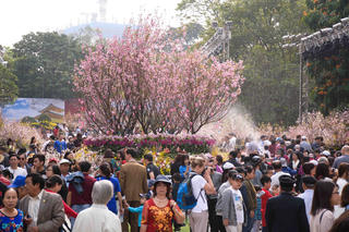 Kéo dài Lễ hội hoa anh đào Hà Nội thêm 1 ngày