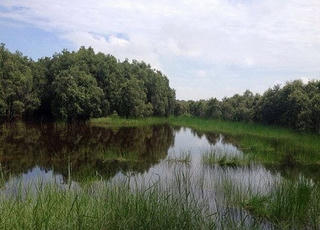 Lập rừng đặc dụng khu bảo tồn đất ngập nước Láng Sen