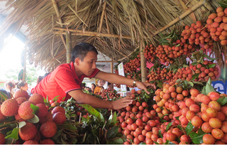 Đã xuất khẩu gần 63.000 tấn vải thiều