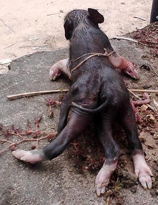 Dân miền biên viễn hiếu kỳ đi xem lợn con 6 chân