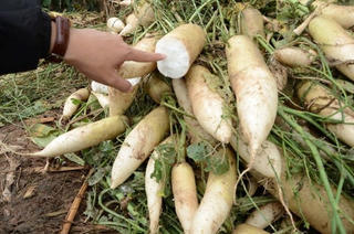 Hà Nội tìm cách 'giải cứu' khoảng 3.000 tấn củ cải ế