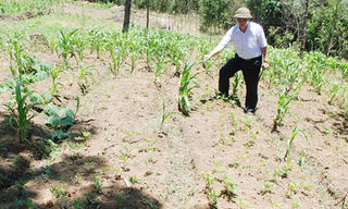 Si Ma Cai (Lào Cai): Hỗ trợ nông dân trồng 33 ha cây đương quy