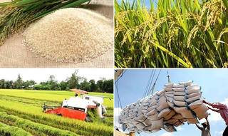 Xuất khẩu gạo nhiều tín hiệu vui