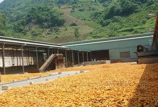 Thực trạng doanh nghiệp nông nghiệp