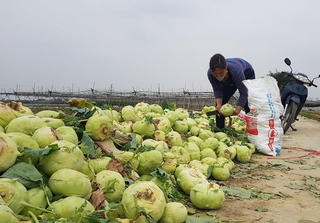 Căn cơ giải cứu nông sản