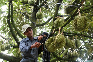 Khuyến cáo nông dân không ồ ạt trồng sầu riêng