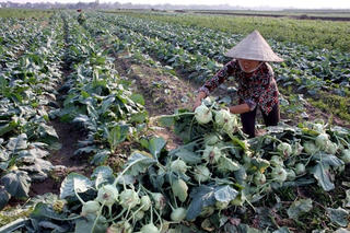 Hợp tác xã kiểu mới - mệnh lệnh từ cuộc sống: Bài 1: Những ký ức vui buồn