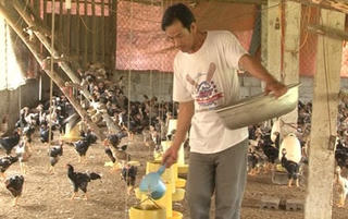 Đà Nẵng: Huy động hơn 28 tỷ đồng quỹ hỗ trợ nông dân