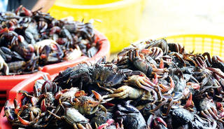 Món ngon từ ba khía
