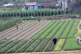 Sa Pa trồng 500 ha rau, màu vụ đông
