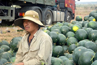 Nông sản vẫn loay hoay tìm đầu ra