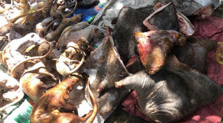 Xử lý đối tượng nuôi nhốt, tàng trữ trái phép động vật hoang dã