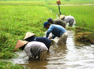 Cách mạng về nông nghiệp: Mơ ước của nông dân