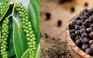 Giá hồ tiêu có thể phục hồi