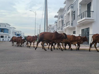Đồng Nai: Thanh tra toàn diện dự án có 500 căn nhà xây không phép