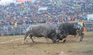 Thêm, bớt lễ hội nào?