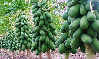 Sóc Trăng: Cây đu đủ cho thu nhập cao