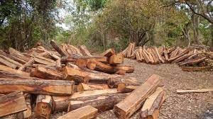 Đắk Lắk: Khởi tố vụ án liên quan đến số gỗ trái phép tập kết tại Trung tâm bảo tồn voi
