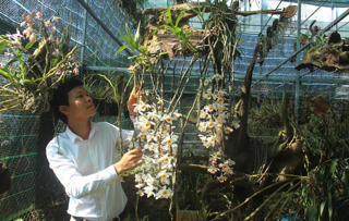 Mô hình hợp tác xã kiểu mới ở Lai Châu