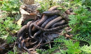 ‘Quả cầu rắn’ khiến nhiều người kinh hãi