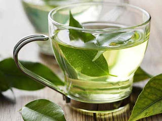Trà xanh, hy vọng mới cho người bệnh Down