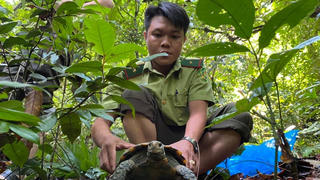 Quảng Nam: Thả 5 cá thể rùa quý hiếm về rừng tự nhiên