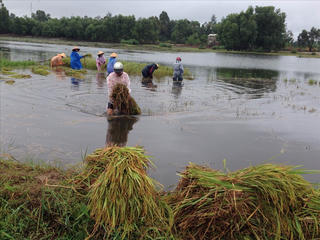 Bão số 4 ‘gặt’ gần 1.000 ha lúa và hoa màu
