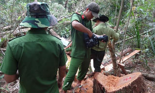 Chủ tịch tỉnh Quảng Nam: Vụ phá rừng pơ mu ‘có dấu hiệu bao che’