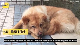 Chú chó già ngày ngày đợi chủ ở ga tàu 12 tiếng