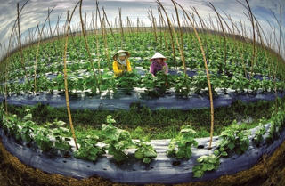 Làm nông nghiệp công nghệ cao: Trọng tâm phải là  thị trường