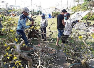 Đập hoa, chặt quất chiều 30 Tết: Vì đâu nên nỗi?