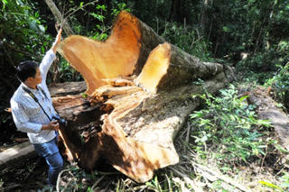 Truy tìm thủ phạm triệt hạ 4 cây gỗ hương