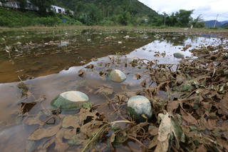 Quảng Nam: Nỗi đau của người trồng dưa bên dòng sông Vu Gia