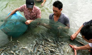 Phát triển nuôi tôm nước lợ: Tăng cường kiểm dịch, kiểm soát chất lượng tôm giống