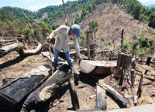 Rừng phòng hộ tan hoang: Nhìn từ trên cao