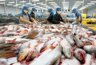 Cá tra sang Mỹ: Cửa hẹp