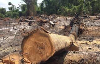 Rừng Tây Nguyên vẫn 'chảy máu'