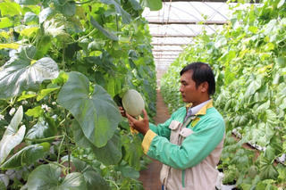 Mù mờ nông nghiệp hữu cơ