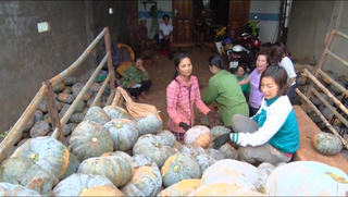 Xanh mặt vì bí đỏ