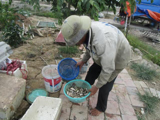 Thanh Hoá: Nước trên sông Gòng đổi màu bất thường