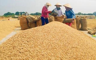 Cải cách ngành lúa gạo theo định hướng thị trường