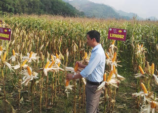 Đánh thức hồ Suối Hòm