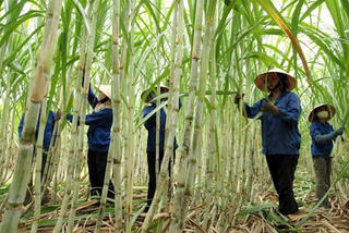 Nâng cao năng lực cạnh tranh cho ngành mía đường