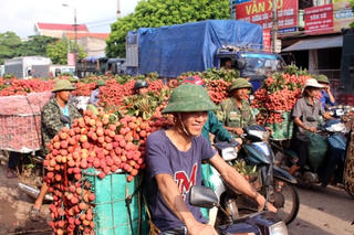 Tiêu thụ nông sản: Nhìn từ vụ vải 2015