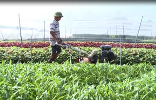 Xây dựng thương hiệu rau an toàn cho xã nông thôn mới Nhuận Đức