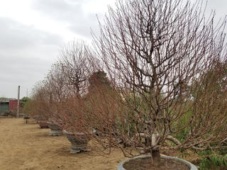 Đào Nhật Tân thay 'áo mới' chuẩn bị đón Tết Tân Sửu