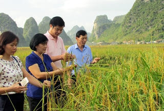 Khơi dậy thế mạnh địa phương