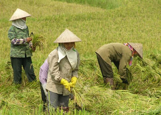 Phụ nữ vẫn ít có cơ hội tham gia thị trường lao động hơn nam giới