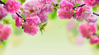 Mùa Xuân mơ ước